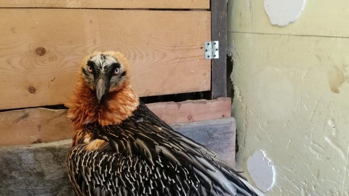 Addio al grande rapace Il gipeto Ortler è morto Finì contro un traliccio Addio al grande rapace Il gipeto Ortler è morto Finì contro un traliccio