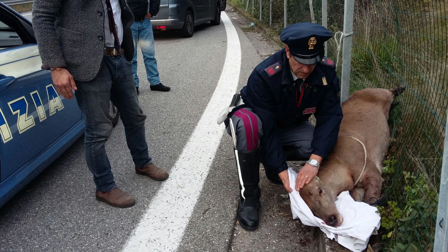 Cervo ferito e salvato dalla polizia