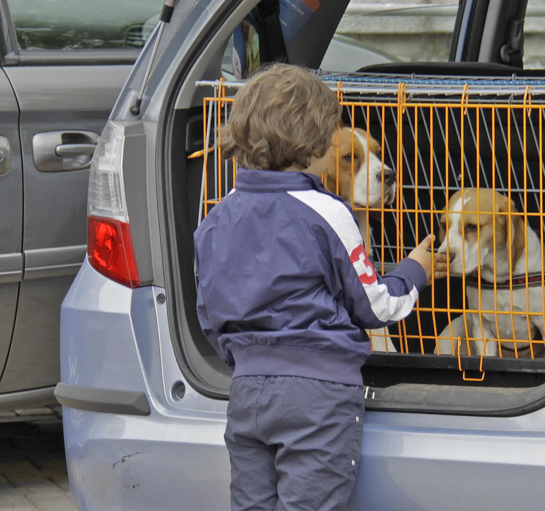 Incontro con la Lav sui lasciti per animali
