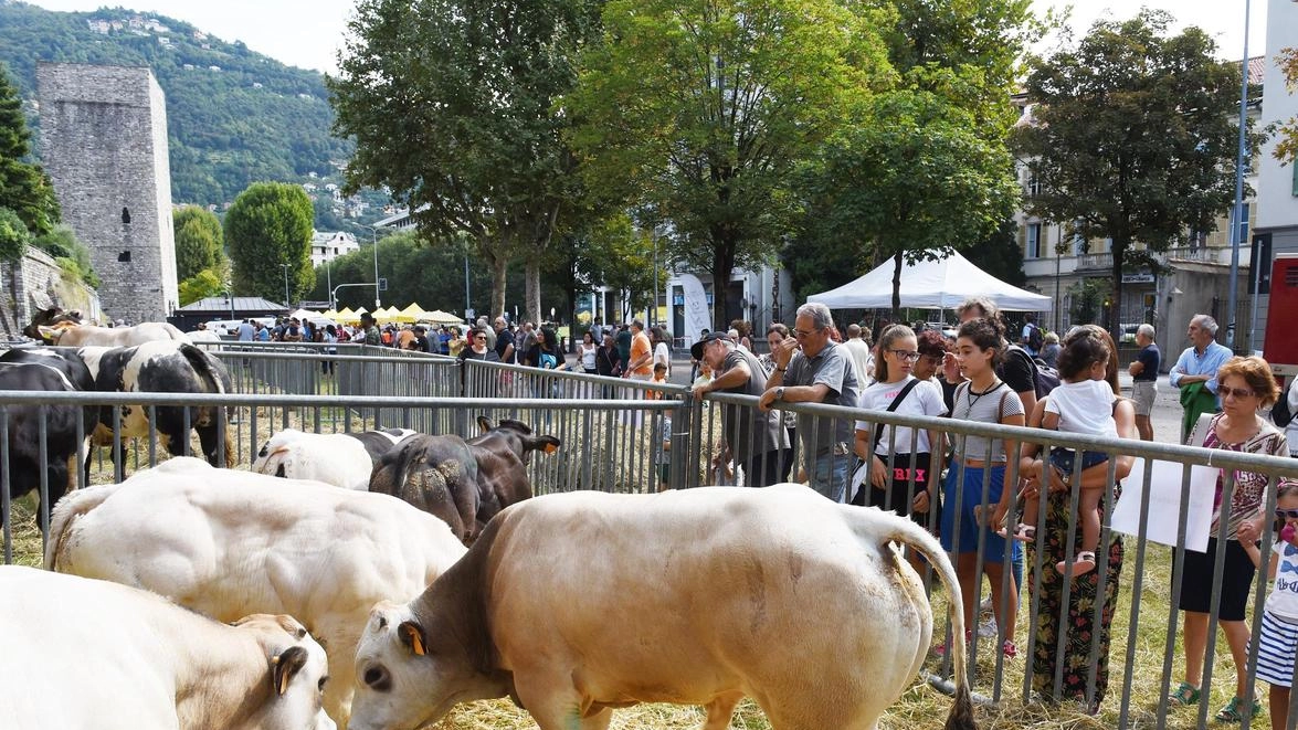 È tornata Sant’Abbondio  L’antica fiera agricola  si riprende tutta la scena