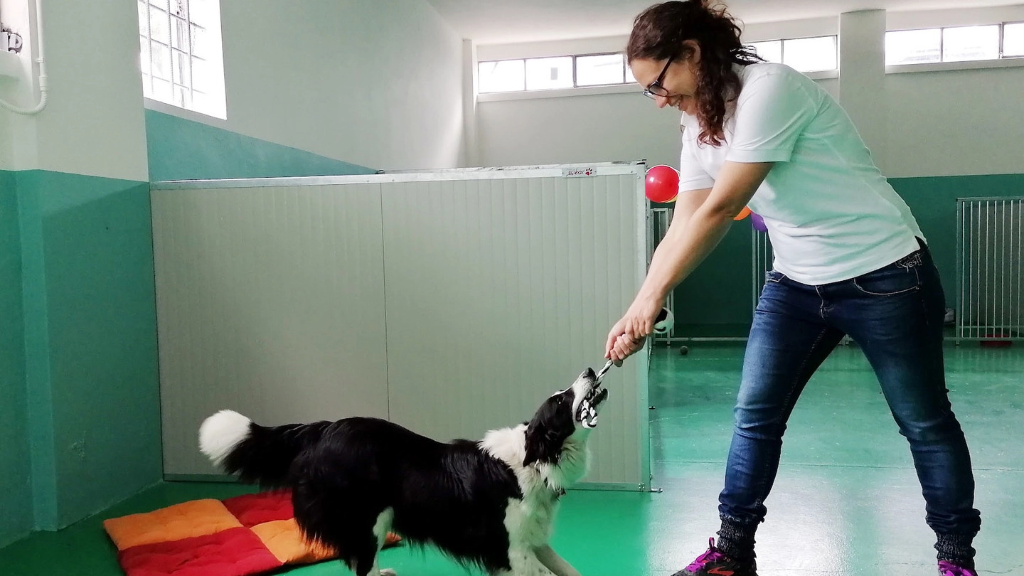 Cecilia Sala con un border collie all’interno dell’asilo per cani “Gli amici di Ceci”