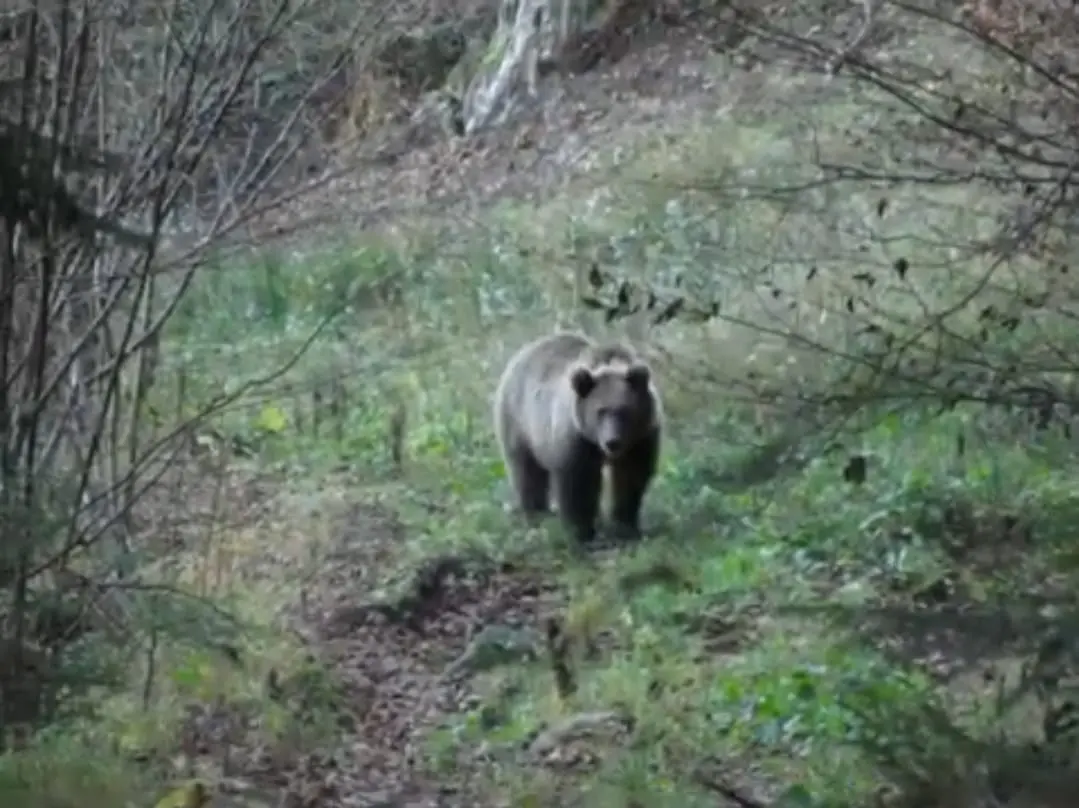 Caiolo, orso avvistato da un pastore in Val del Liri. IL VIDEO