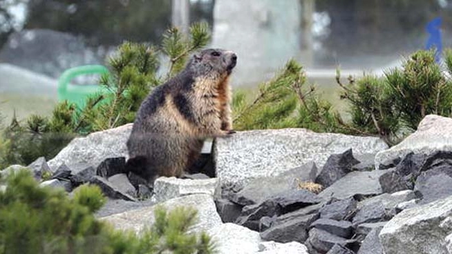 Una marmotta fotografata nei dintorni di Livigno Una marmotta fotografata nei dintorni di Livigno