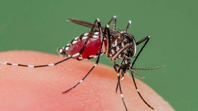 Dengue, caso sospetto a Jesi