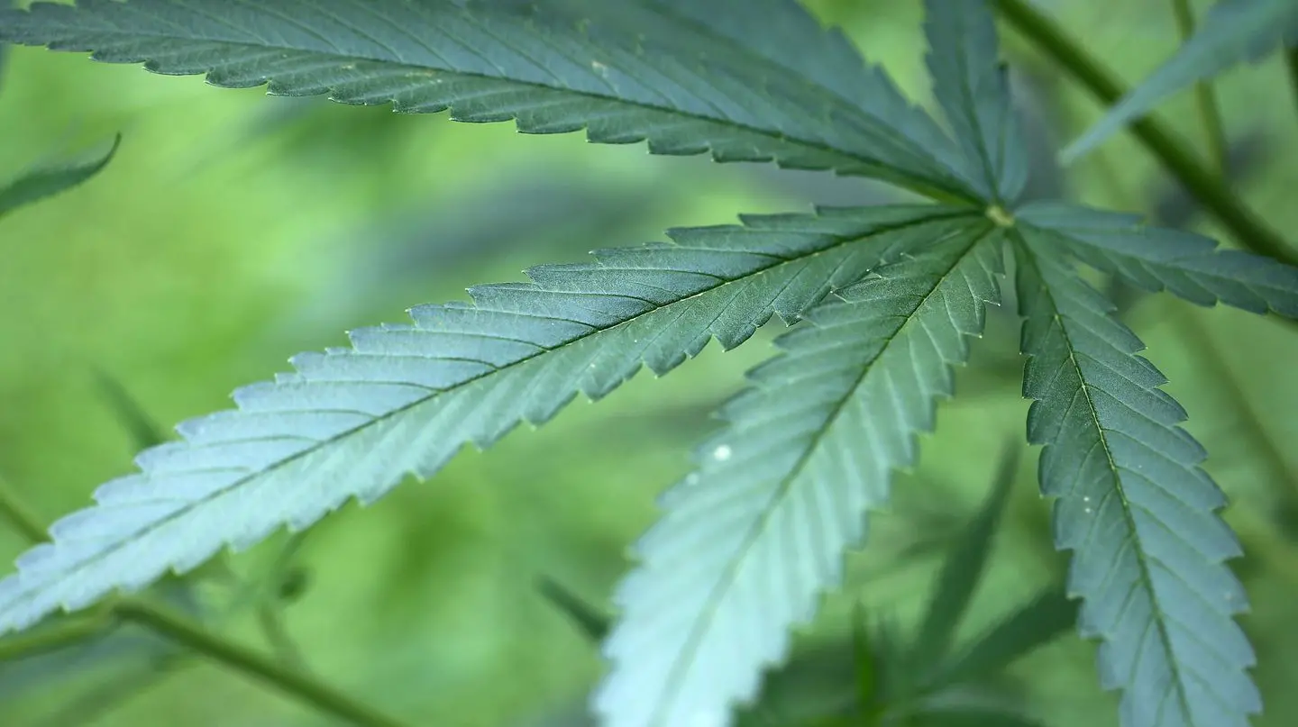 Milano, al via un corso per la coltivazione della marijuana