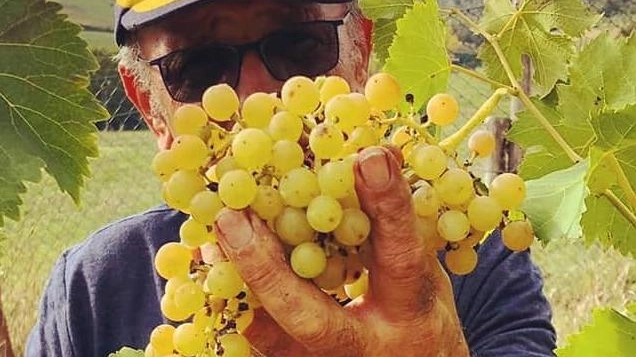 Previsto un buon prodotto sia dal punto di vista quantitativo che qualitativo, con una stima del +20% di produzione che porterebbe la media regionale al +5%. La Franciacorta, colpita dal maltempo, rinvia la raccolta di una settimana. Nel 2022 record storico di export