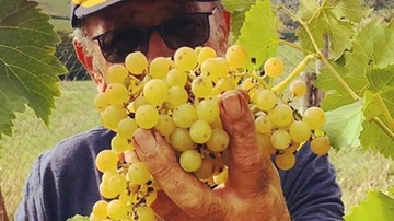 Vendemmia al via in Lombardia coi grappoli di Pinot e Chardonnay del Pavese