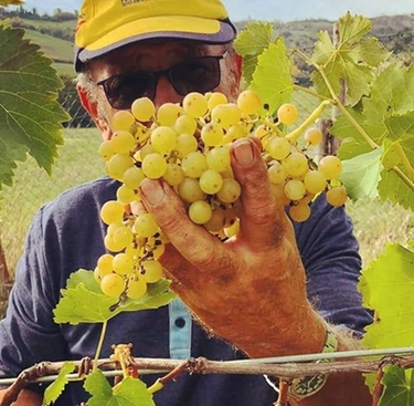 Vendemmia al via in Lombardia coi grappoli di Pinot e Chardonnay del Pavese