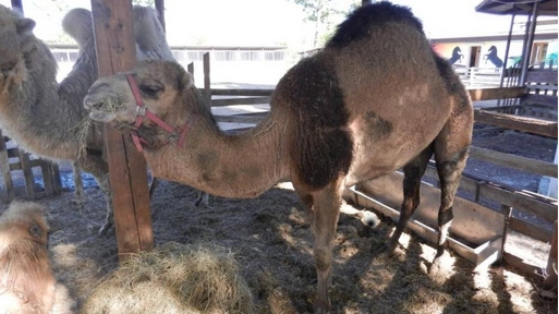 L'attività della fazenda non è stata sequestrata, all'interno si trova anche un cammello