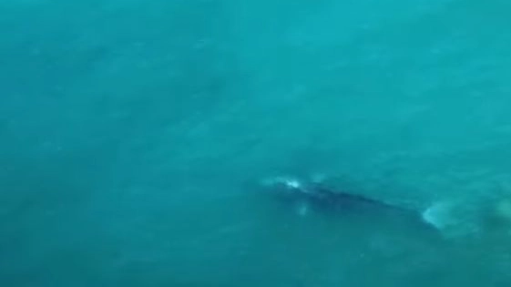 Balena vicino all'Isola di Ponza (Frame video Facebook)