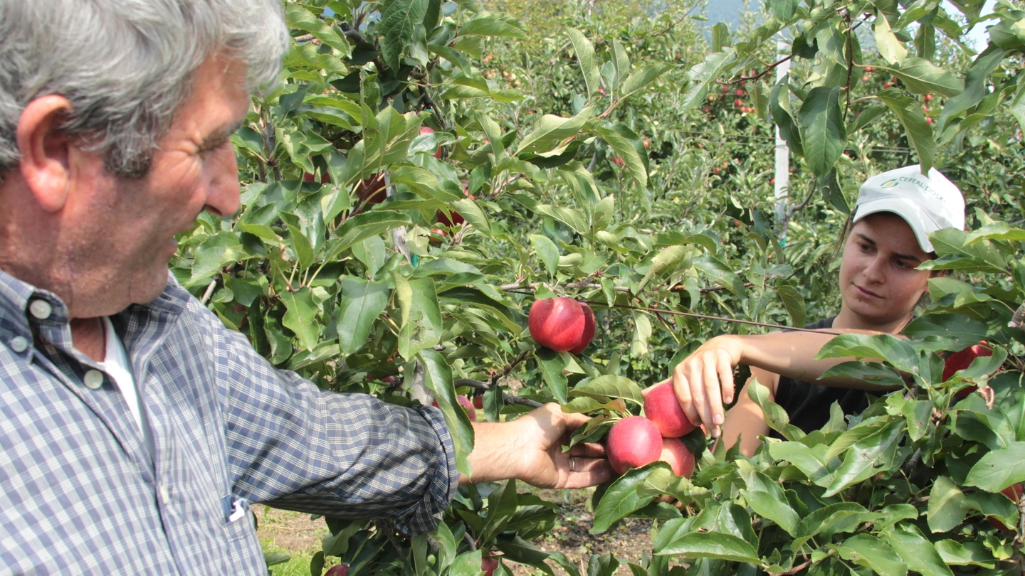 Raccolta delle mele in Valtellina