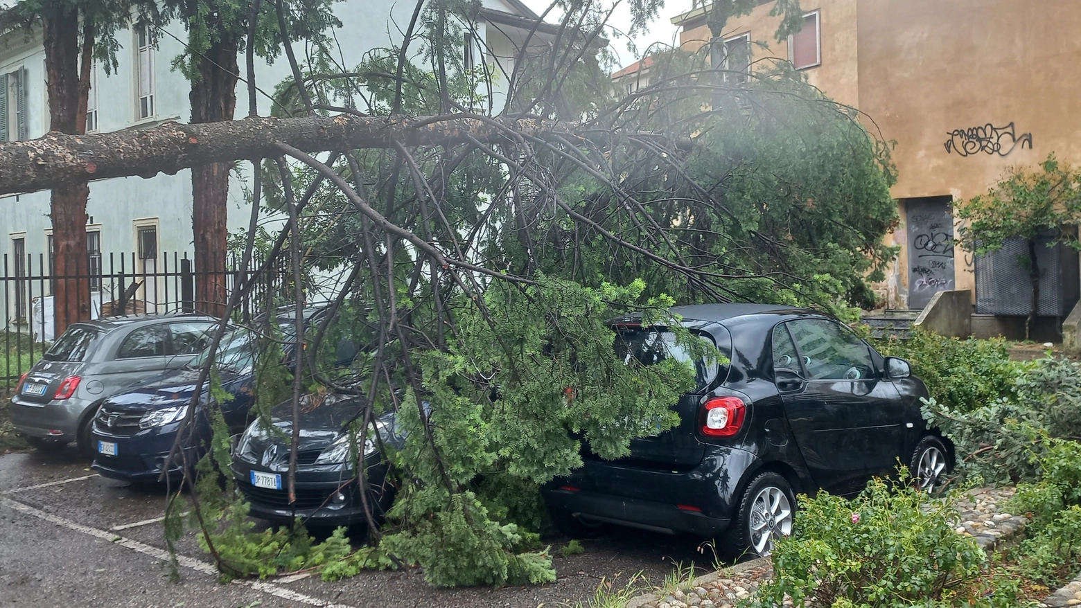 L'albero caduto a Villa Mylius è precipitato oltre il cancello dell'orto botanico