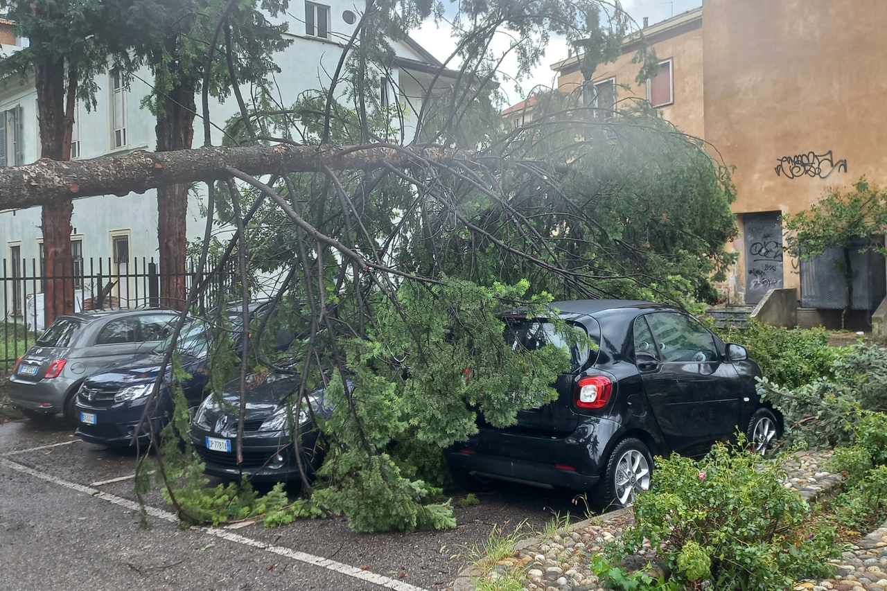 L'albero caduto a Villa Mylius è precipitato oltre il cancello dell'orto botanico