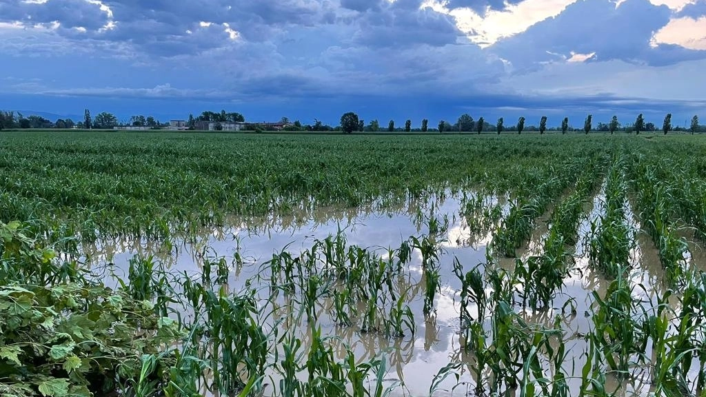 Confagricoltura, danni da maltempo: “Colpito oltre il 50% delle aziende”