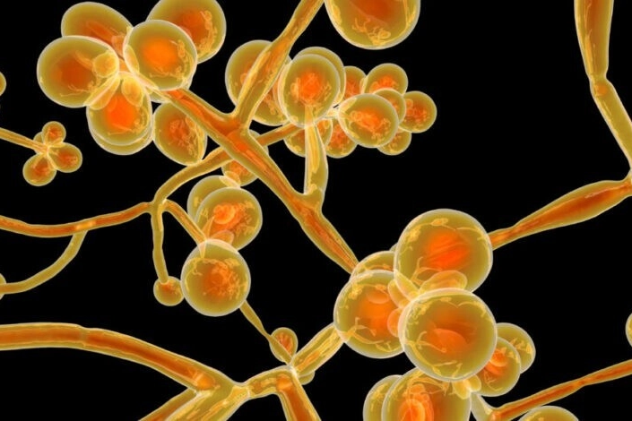 La molecola della Candida auris