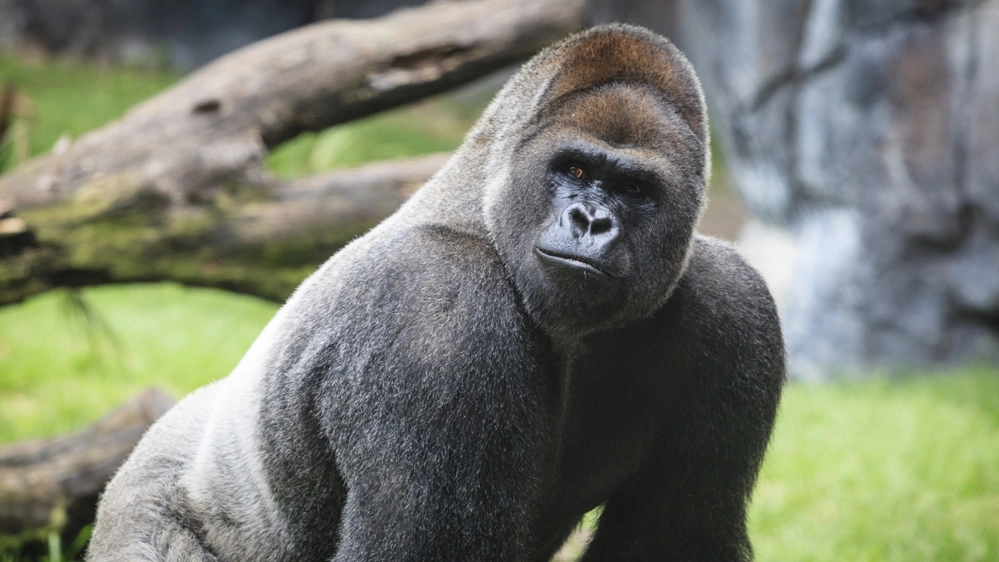 Gorilla di pianura occidentale (Gorilla gorilla gorilla)