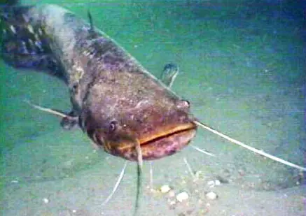 Pesce siluro, catturati quasi mille esemplari nell'Adda