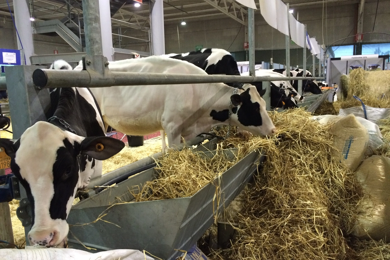Mucche alla Fiera del bovino da latte