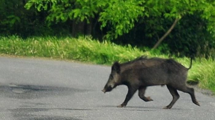 Un cinghiale in strada