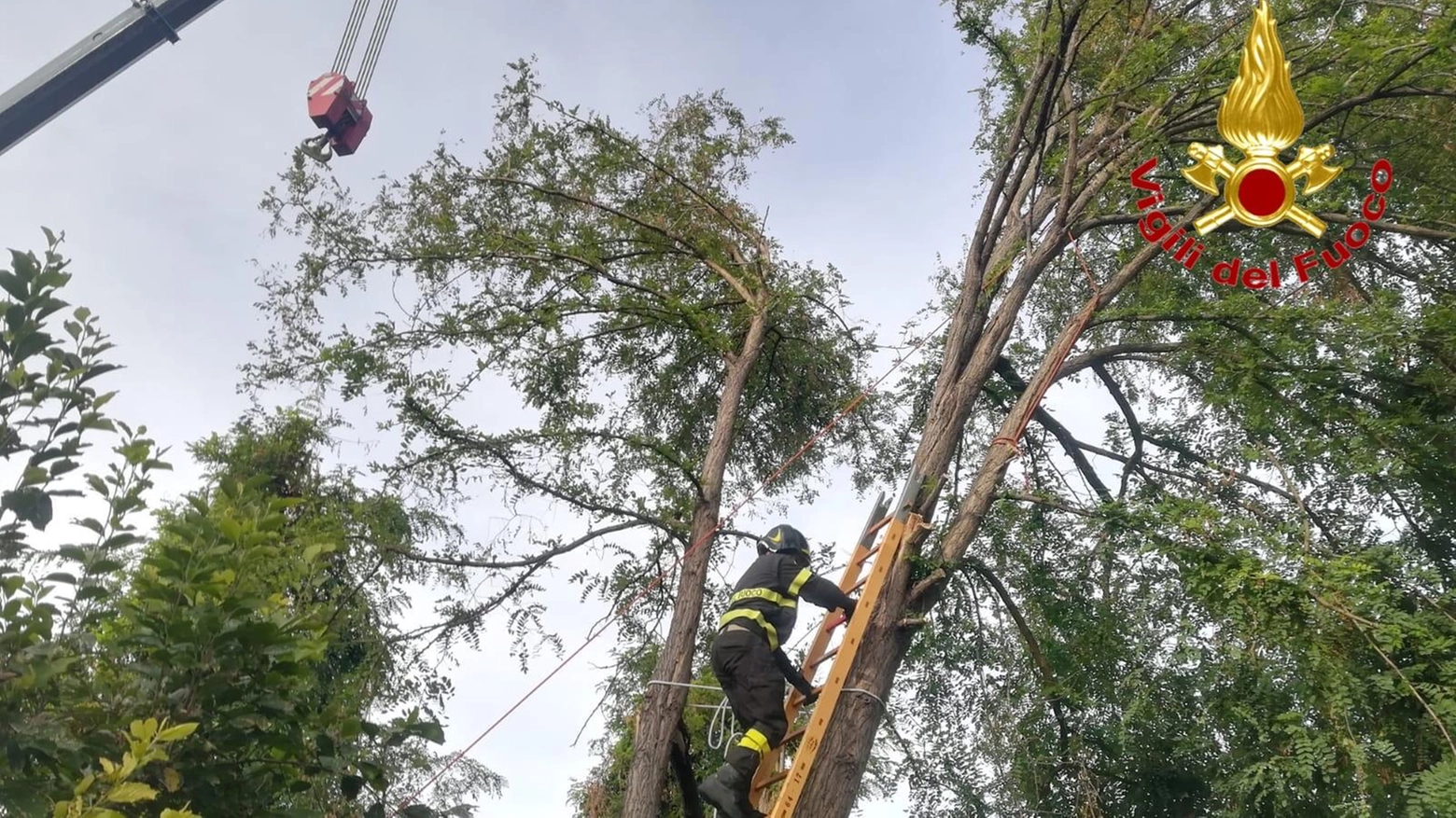 I pompieri sistemano un albero pericolante a Basiasco