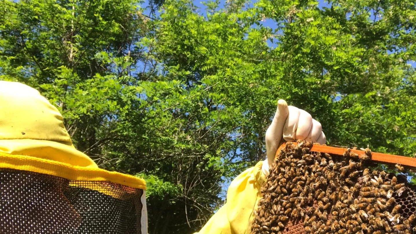 L'apicoltore Massimo Palla