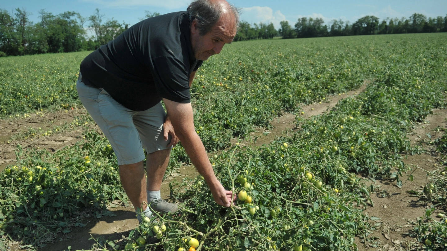 Renato Bellaviti mostra i danni alle piante dei pomodori