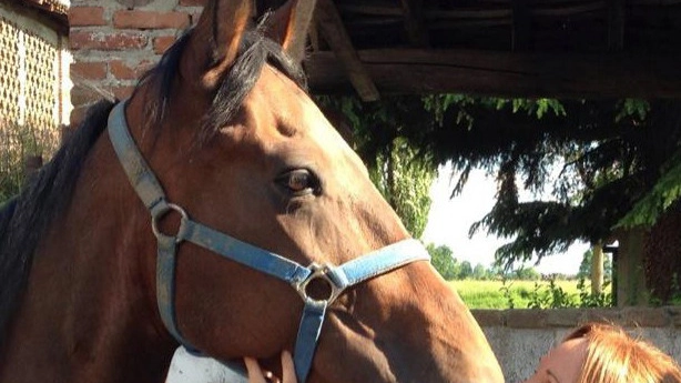 Anita con Gohlem Blitz, il primo cavallo recuperato