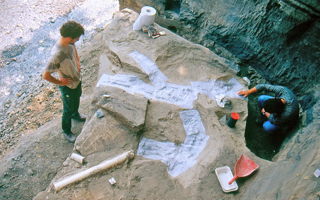 Indiana Jones abusivi a Sovere: nella foresta fossile il saccheggio silenzioso