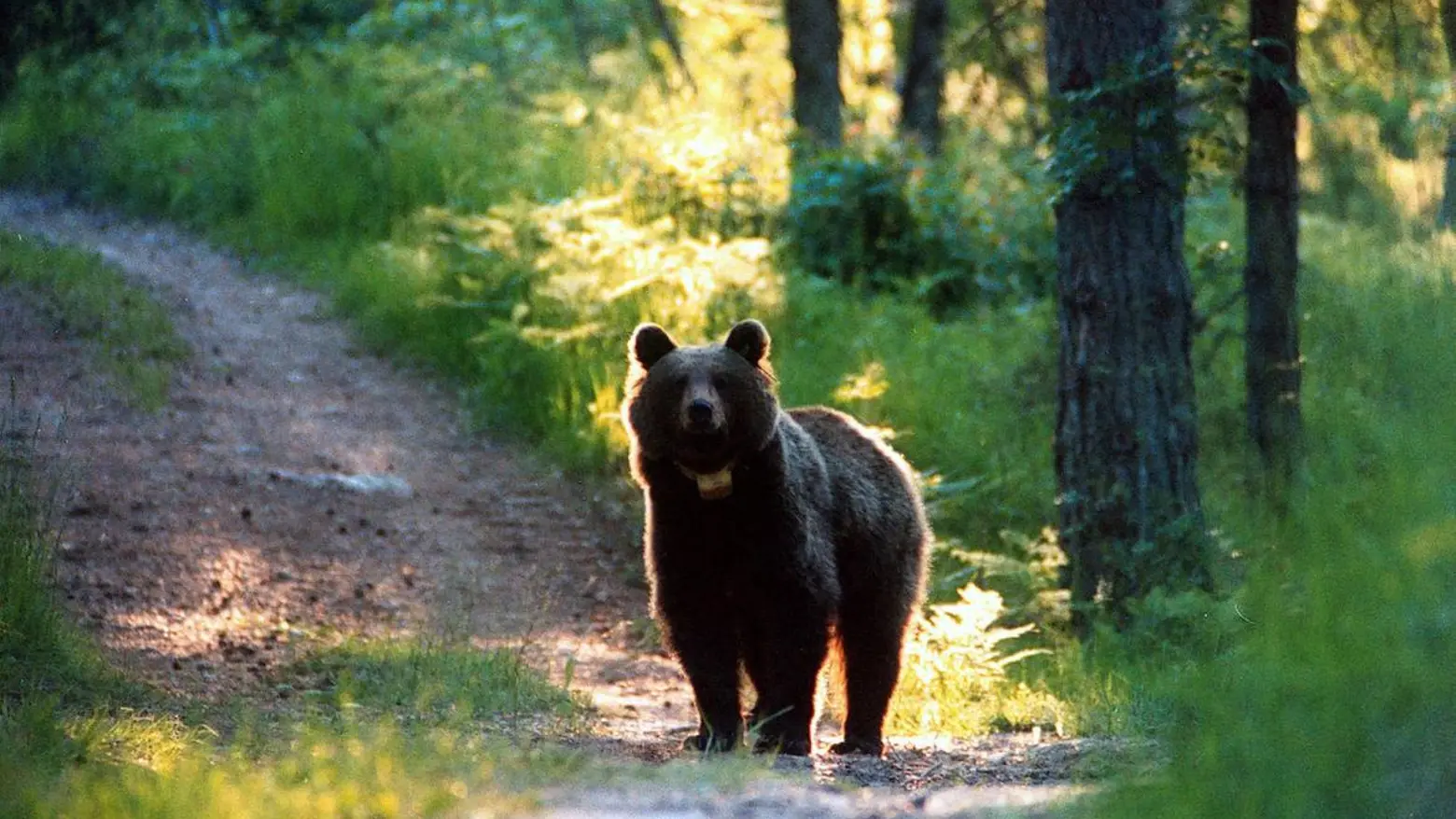 Un orso