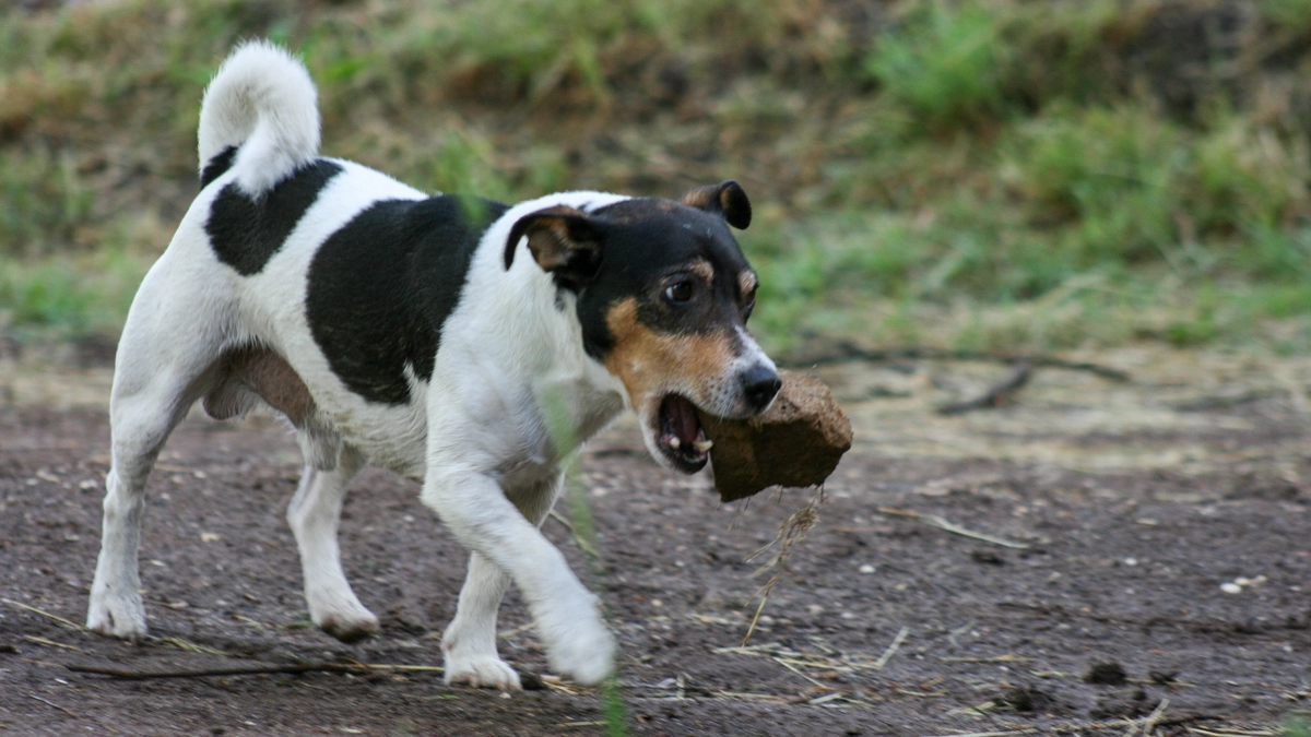Un'immagine di repertorio di cane di razza Jack russel (foto L.Gallitto)