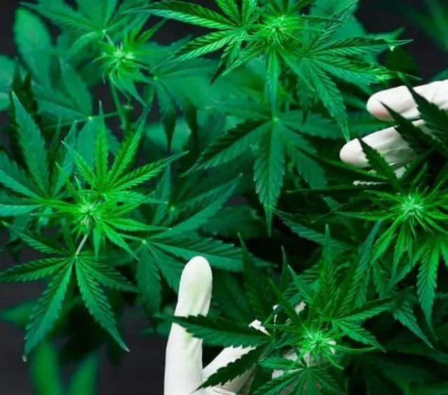 Fratello e sorella pusher Soldi e droga: arrestati