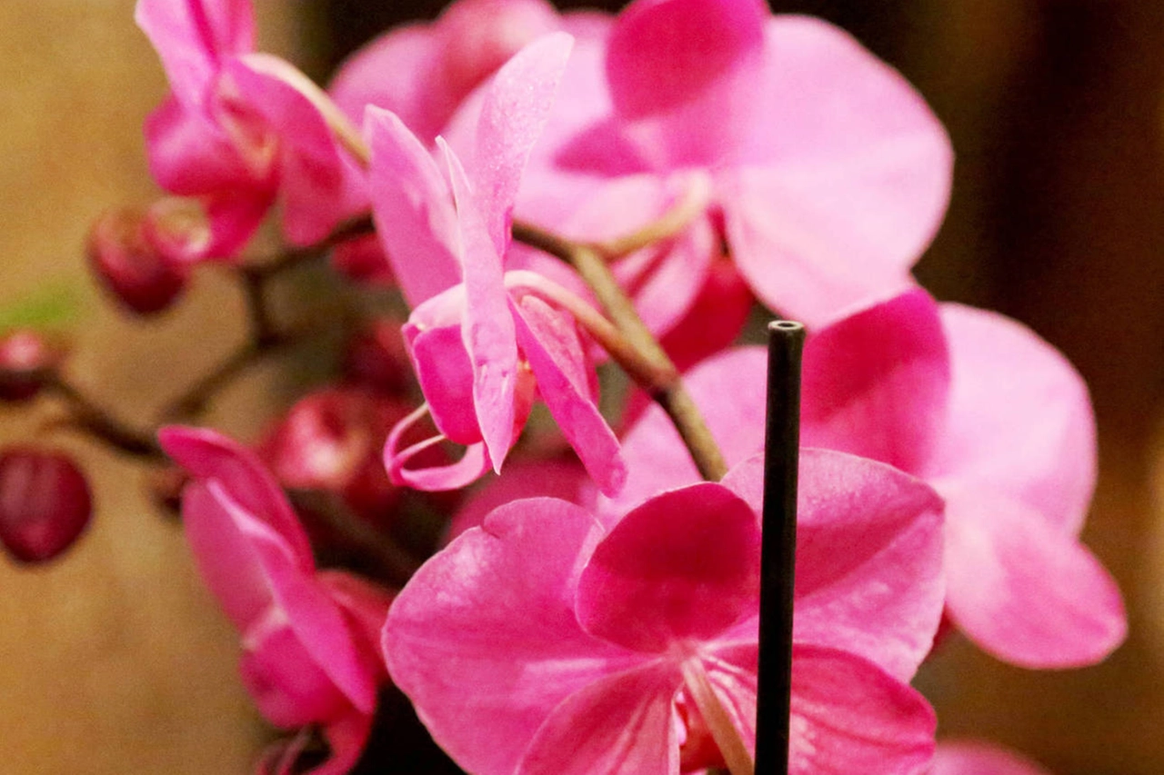 ORCHIDEE_OBJ_FOTO_6_12393866