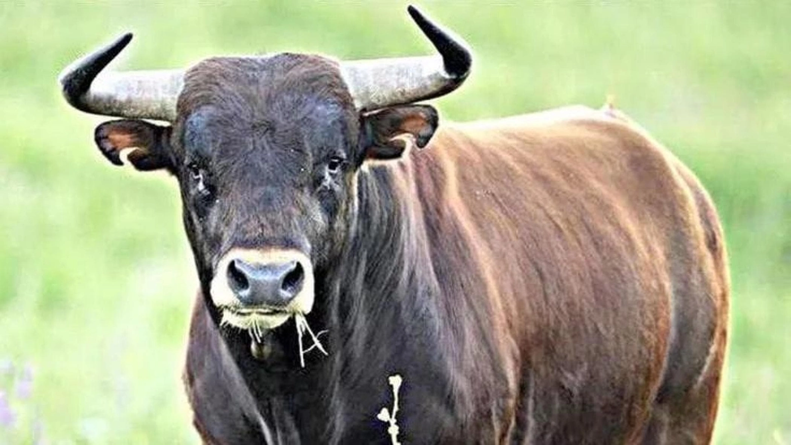 Il toro ha mandato all'ospedale l'agricoltore Il toro ha mandato all'ospedale l'agricoltore