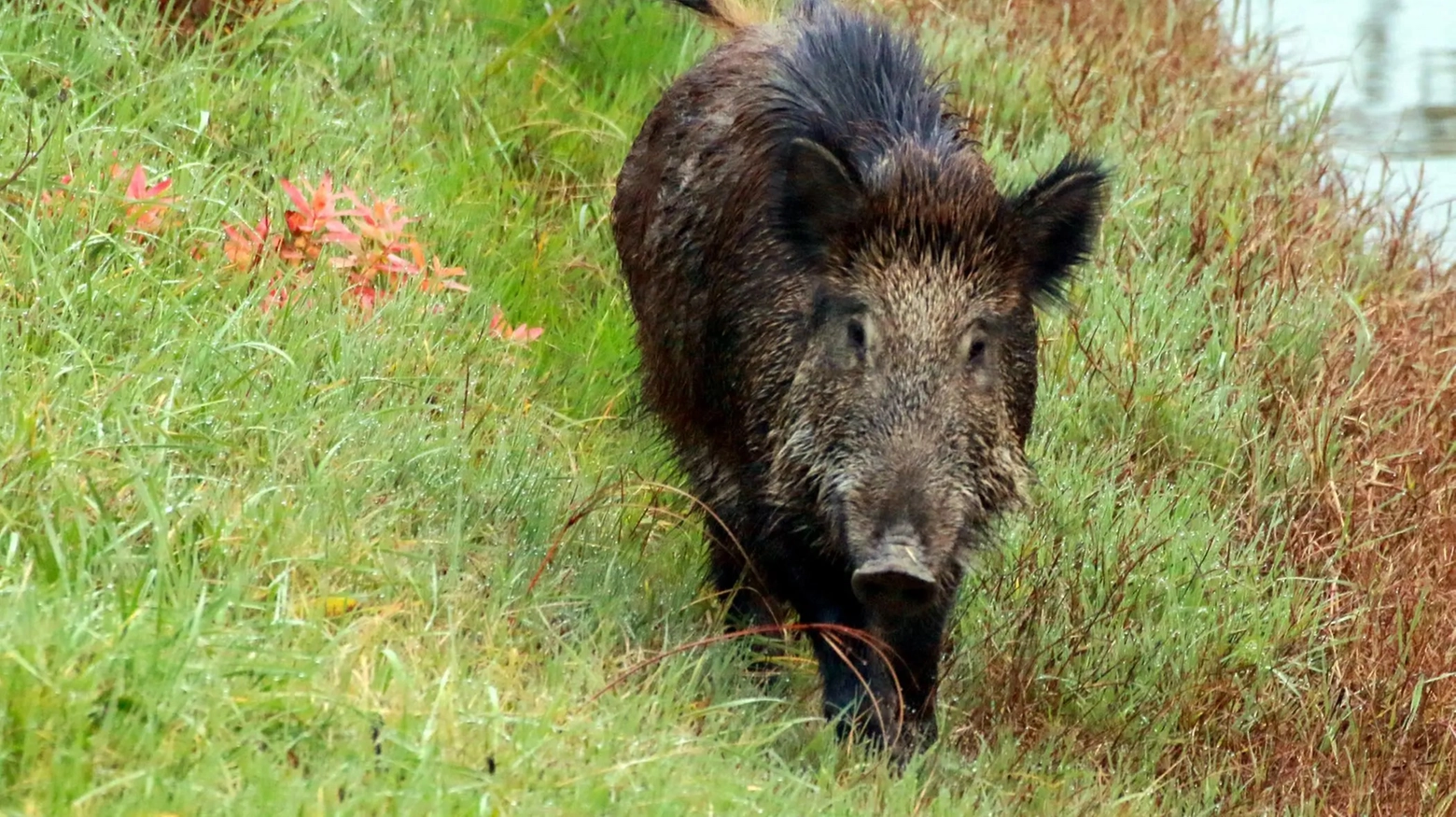Un cinghiale