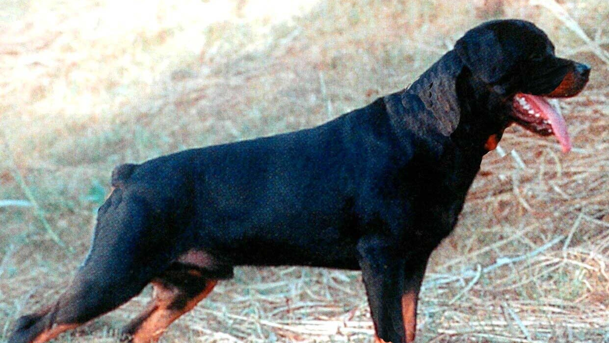 Il Rottweiler per ora è in custodia all'Asl