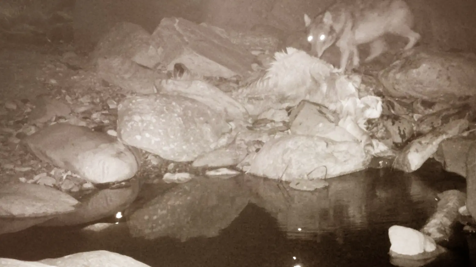 Il lupo catturato dalla fototrappola sopra Gandellino, in Val Seriana