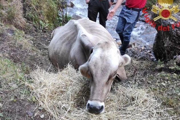 La mucca recuperata dopo essere caduta in un dirupo (Foto vigili del fuoco)