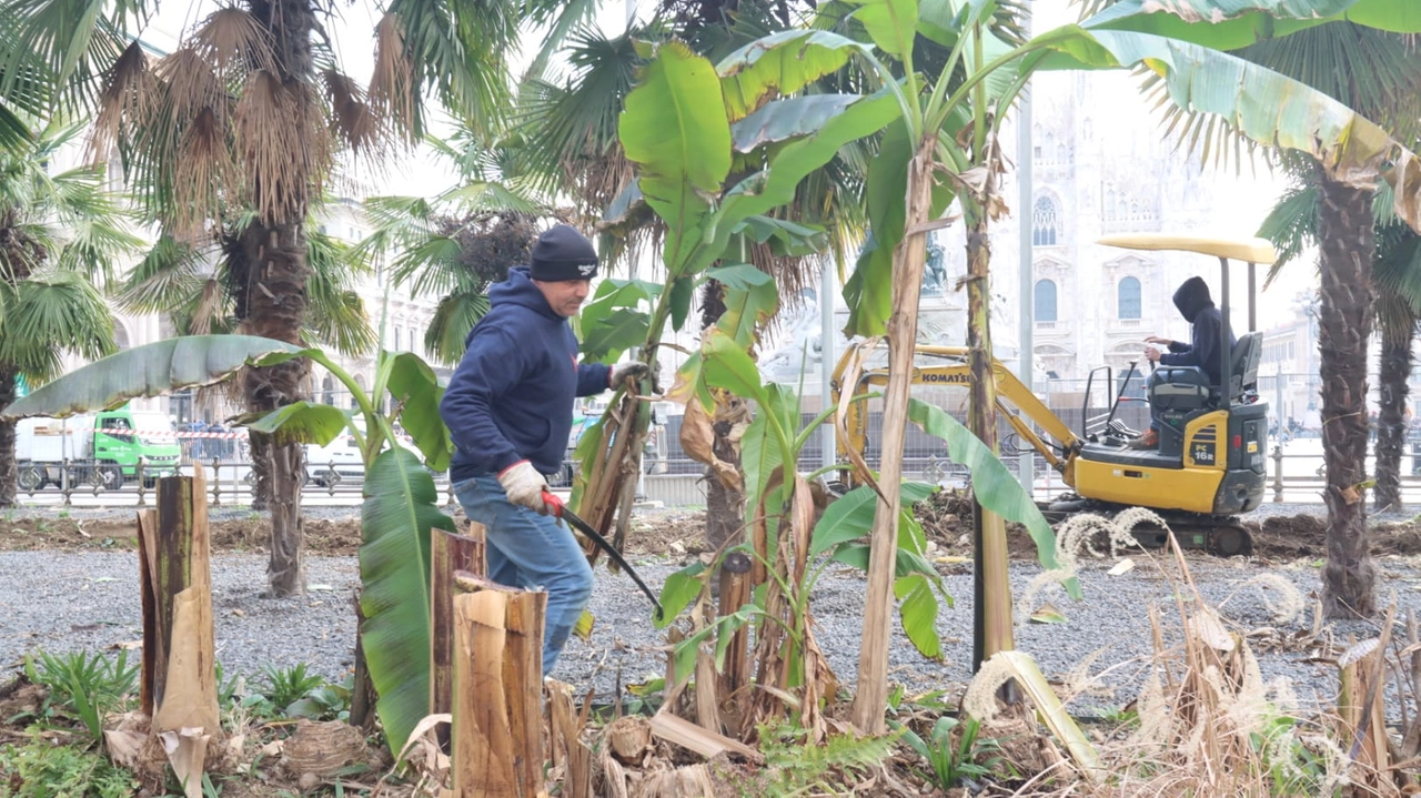 L'abbattimento delle palme e dei banani in piazza Duomo (Foto Salmoirago)