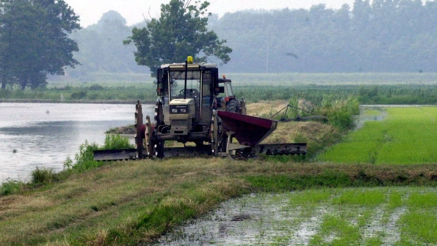 Pavia, dure critiche alla Commissione europea che ha escluso dai dazi il riso importato dalla Cambogia