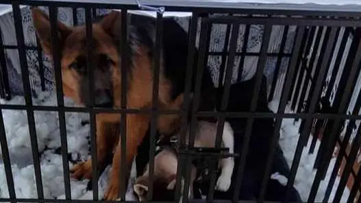Chiusi in gabbia senza acqua Salvati due cani Chiusi in gabbia senza acqua Salvati due cani