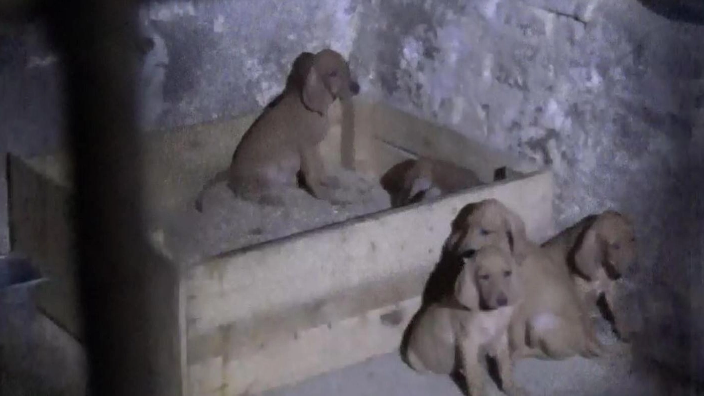 Cani spauriti e affamati tenuti al buio nel canile lager di Gessate