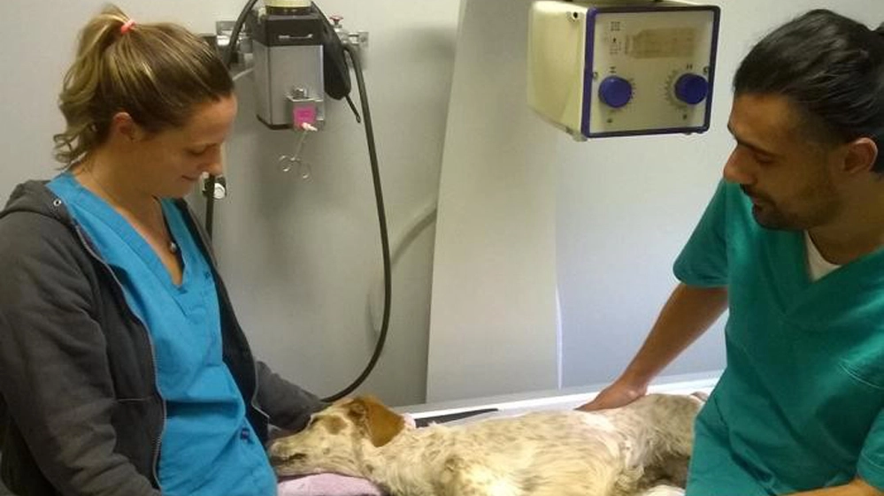 La cagnolina insieme ai veterinari che hanno tentato di salvarla (De Pascale)