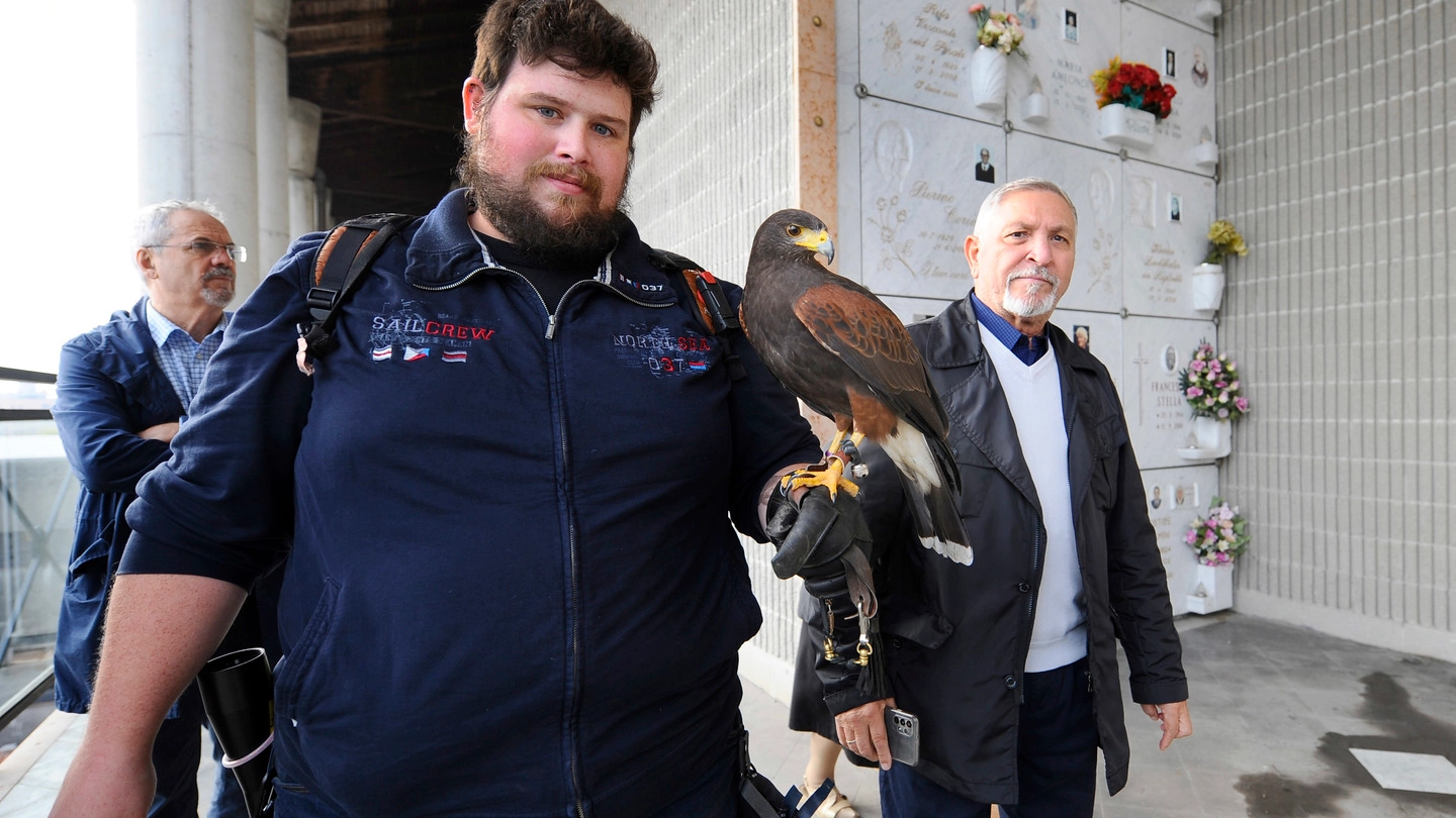 L’addestratore con il falco “schierato“ per allontanare i piccioni dal camposanto
