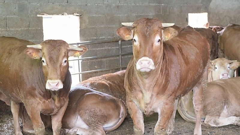Un gruppo di mucche Limousine nella Cascina di Maleo