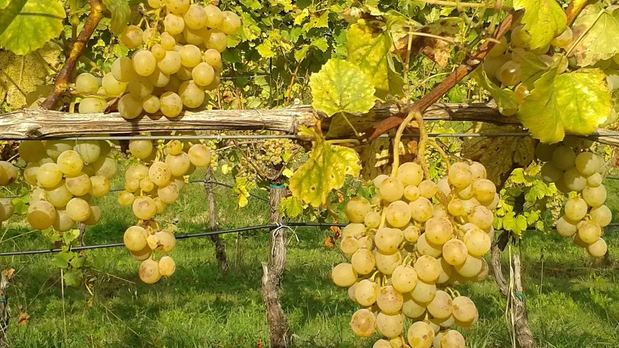 Sicurezza alimentare, sequestrati 170mila ettolitri di vino contraffatto: denunciate dieci persone
