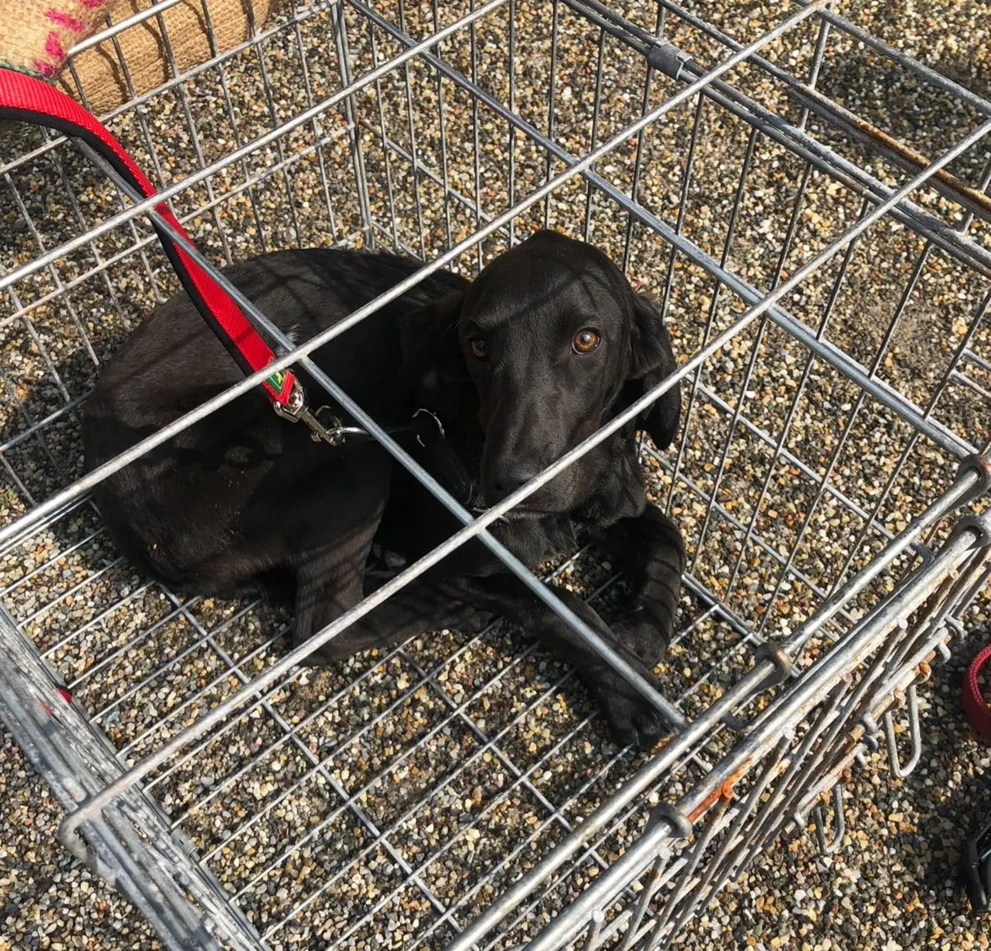 Milano, cagnolina vaga sola per 10 giorni: ritrovata