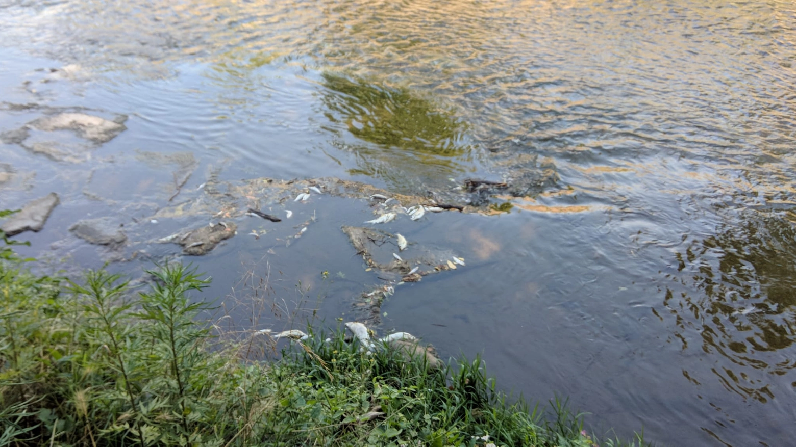 Pesci morti sulle rive dell'Olona a Legnano