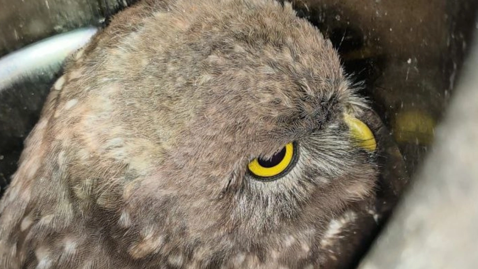 Il gufo salvato dai vigili del fuoco Il gufo salvato dai vigili del fuoco