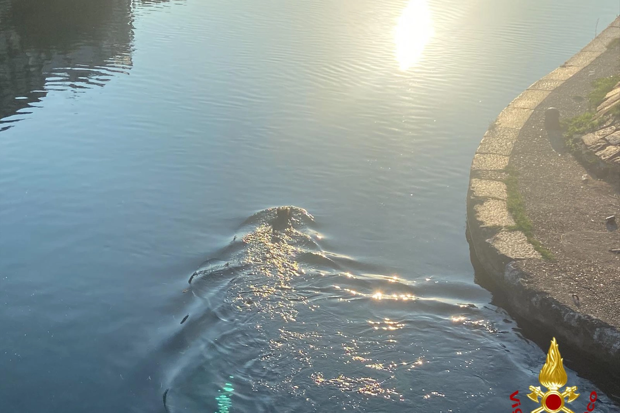 Il cinghiale in acqua