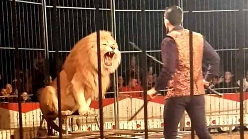 Opera, polemica per il circo con animali Opera, polemica per il circo con animali